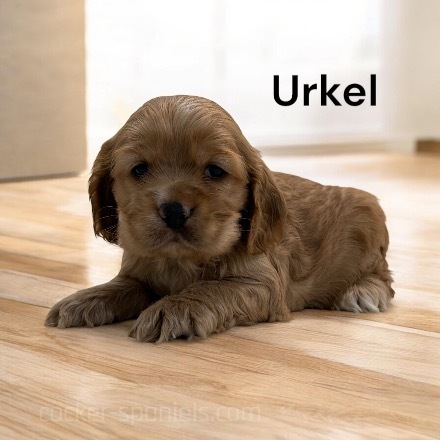 puppy, for, sale, Cocker Spaniel, Joe & Cherri  Overlease, dog, breeder, Miller, MO, dog-breeder, puppy-for-sale, forsale, nearby, find, puppyfind, locator, puppylocator, aca